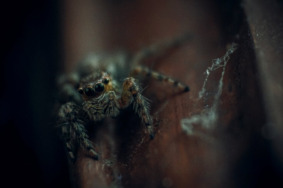 Outdoor spider blur