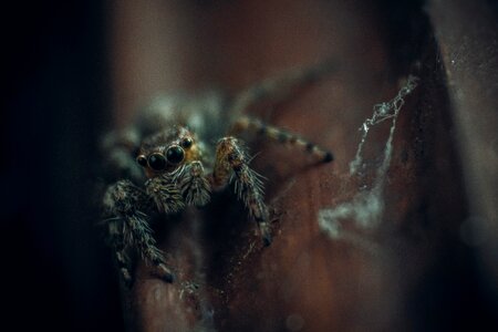 Outdoor spider blur photo