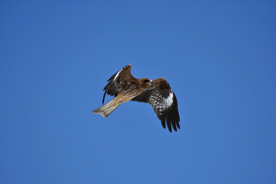 Wild birds raptor video