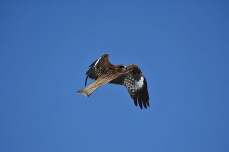 Wild birds raptor video photo