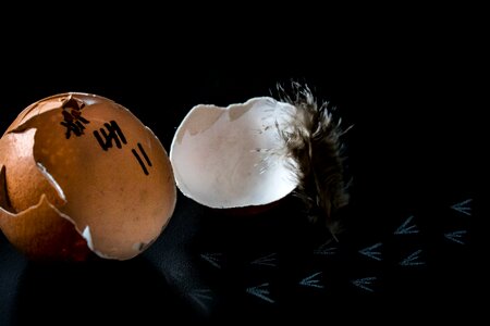 Brown eggs eggshell animal food