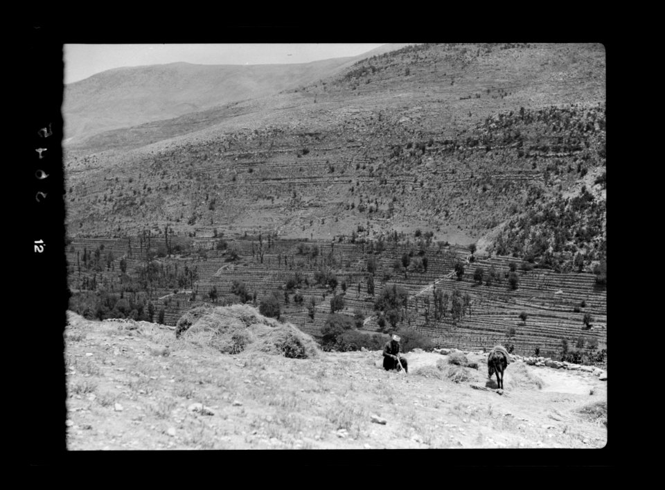 Beit Ed-Din. The Shehab Palace (held as a national monument). Lebanon. Intensive terracing in the Damour valley LOC matpc.15456