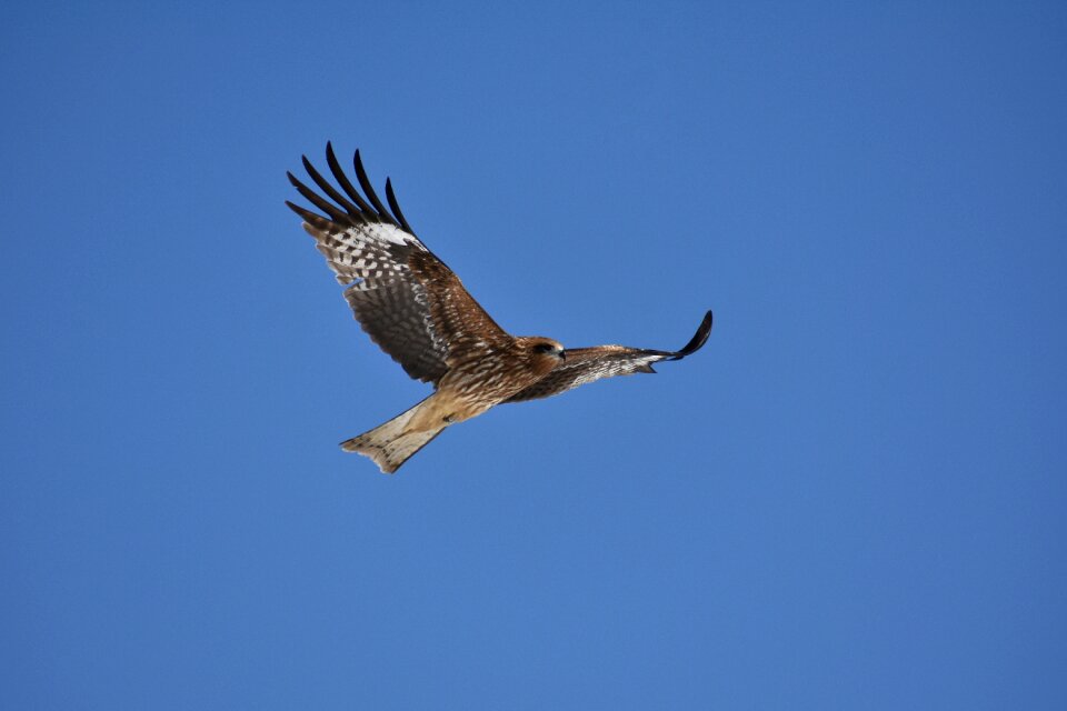 Wild birds raptor video