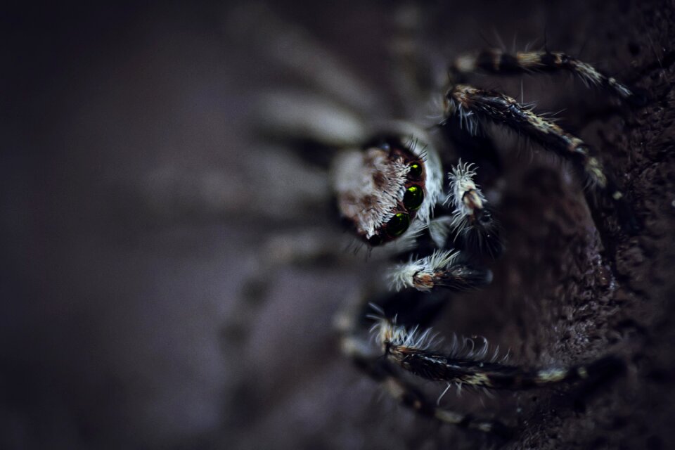 Outdoor spider blur