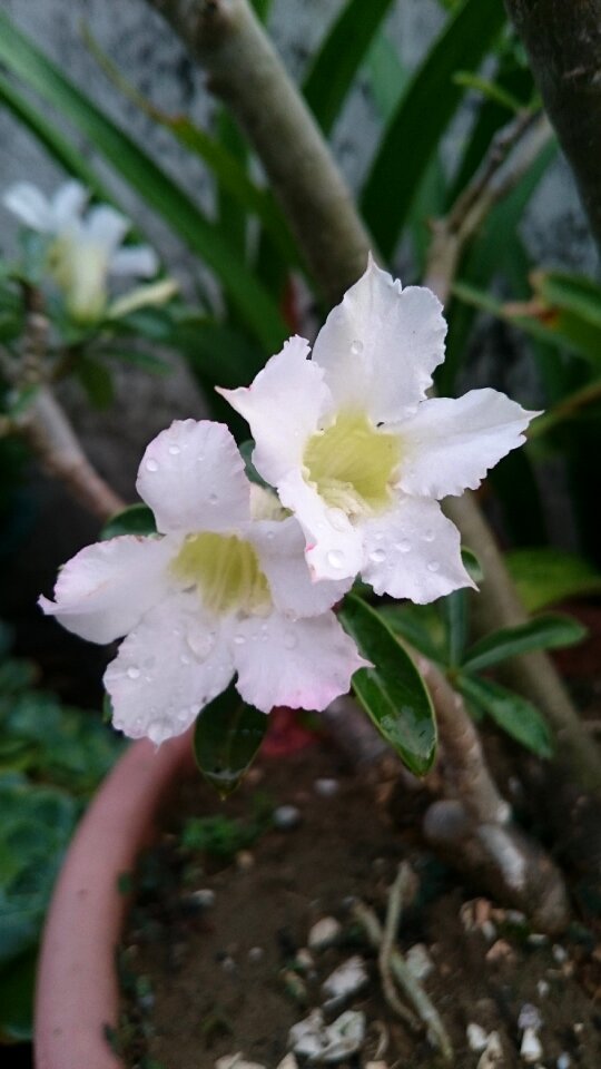Plant flower water droplets
