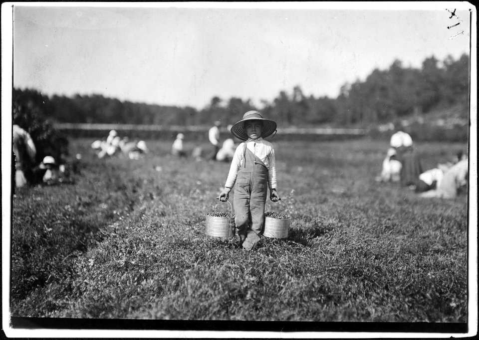 Belford Coldos, 8 years old, picking on Weeks' Bog. Falmouth, Mass. - NARA - 523461