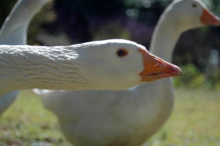 Nature duck fauna photo