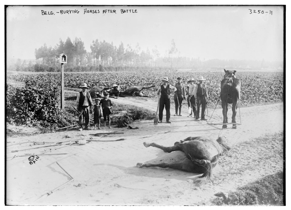 Belg.(i.e., Belgium) - burying horses after battle LCCN2014697656