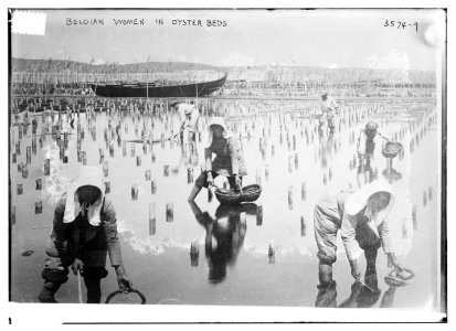 Belgian women in oyster beds LCCN2014699690