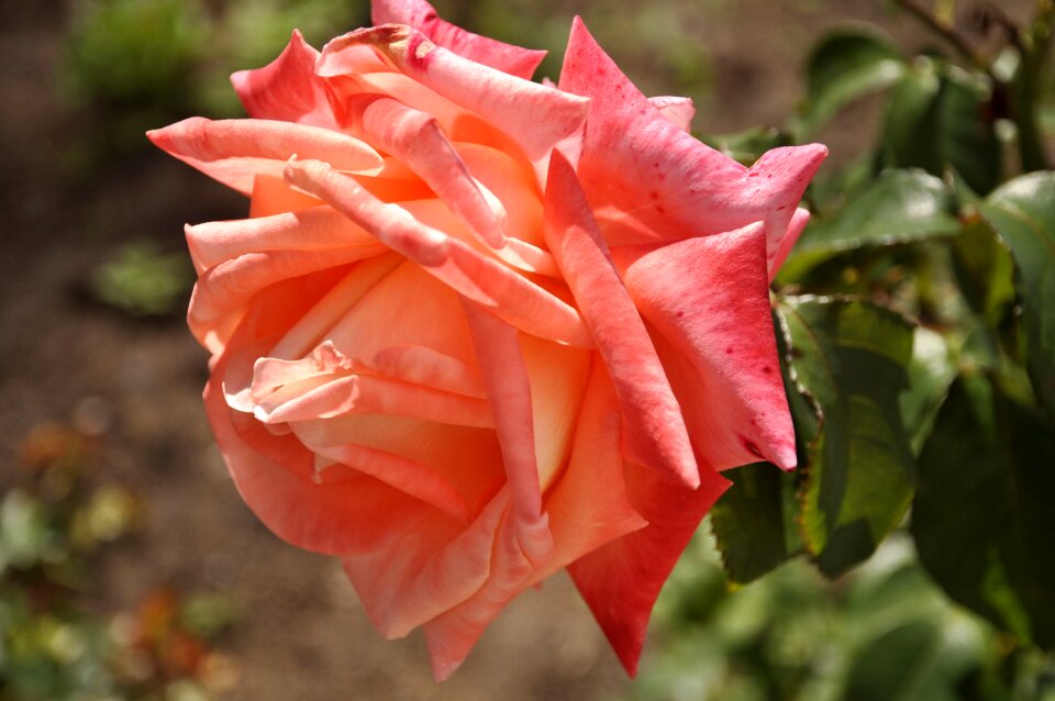 Garden rose petal