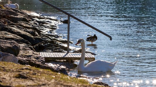 Proud to be a swan backlighting mirroring photo