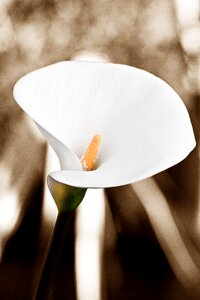 Nature flower petal