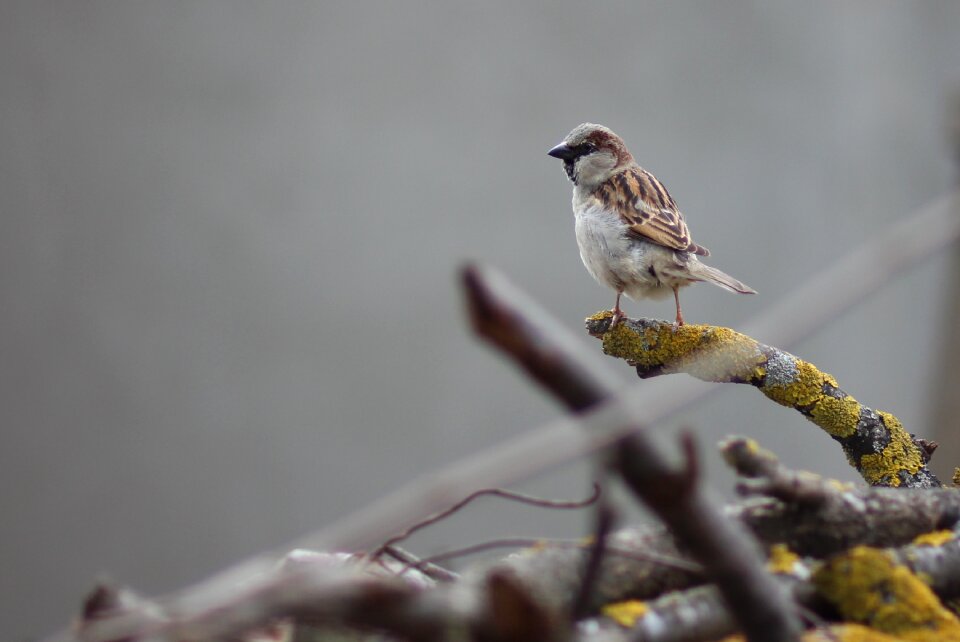 Sparrow birds wood