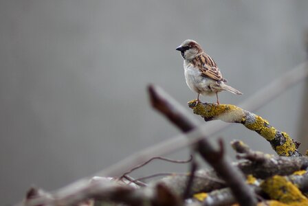 Sparrow birds wood photo