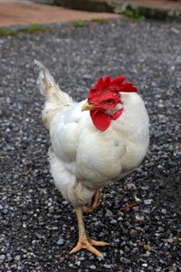 Bird poultry farm photo