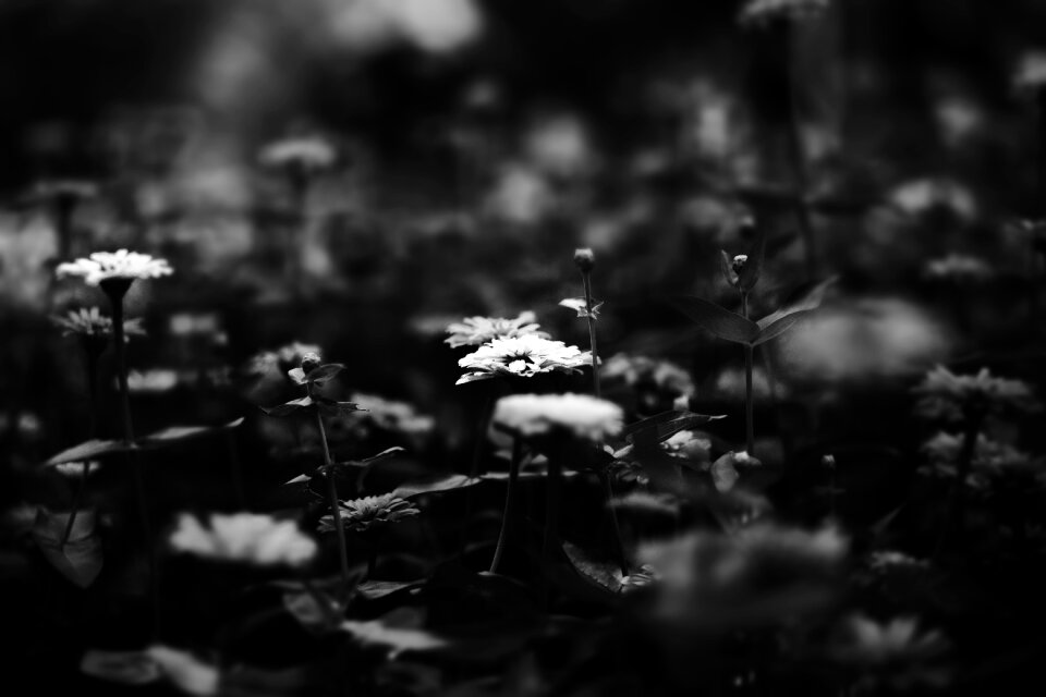 Flower plant nature