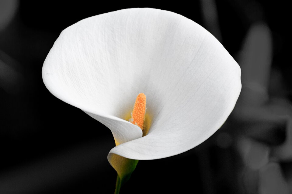 Plant flowers leaf