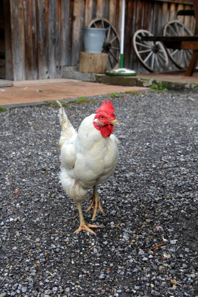 Bird poultry farm