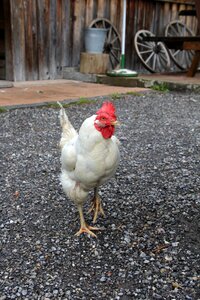 Bird poultry farm photo