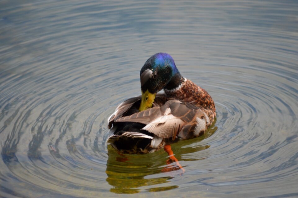 Duck waters lake photo