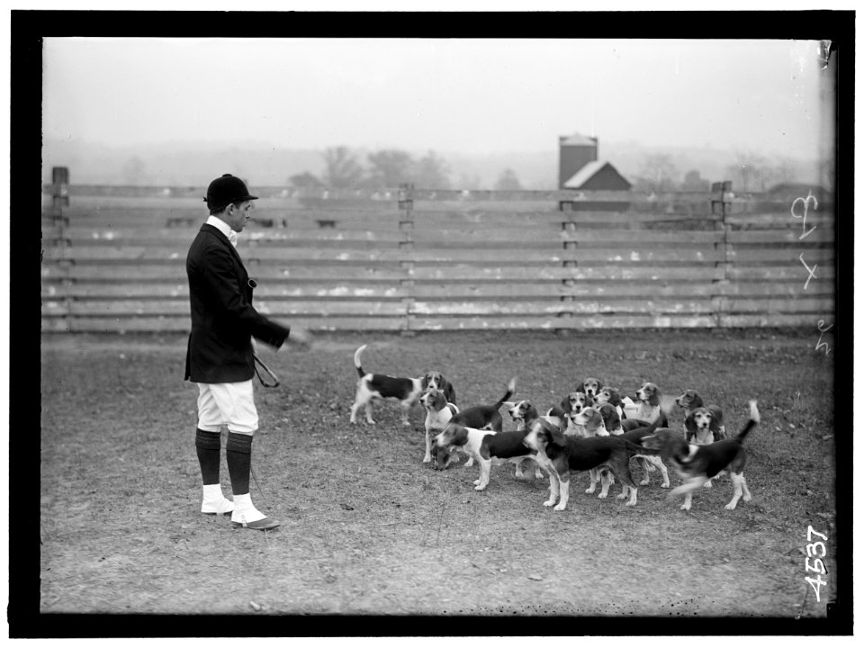 BELMONT, RAYMOND. NATIONAL BEAGLE CLUB OF AMERICA LCCN2016865905