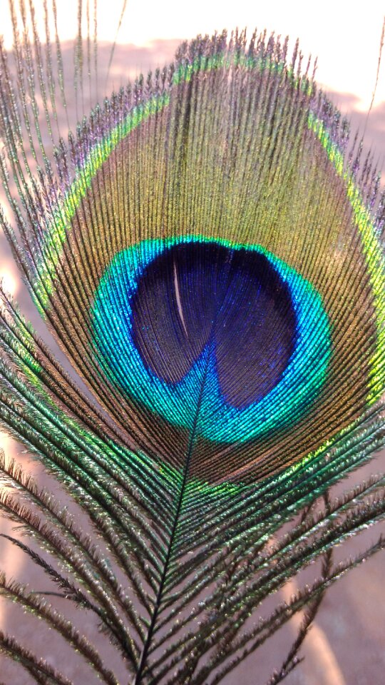 Feather abstract peacock feather