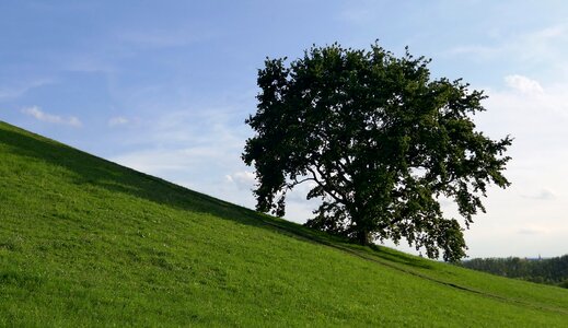 Meadow green sky photo