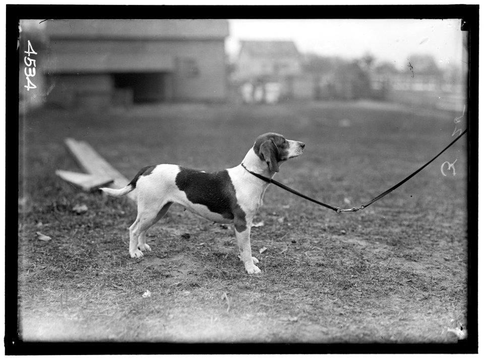 BELMONT, RAYMOND. NATIONAL BEAGLE CLUB OF AMERICA LCCN2016865902