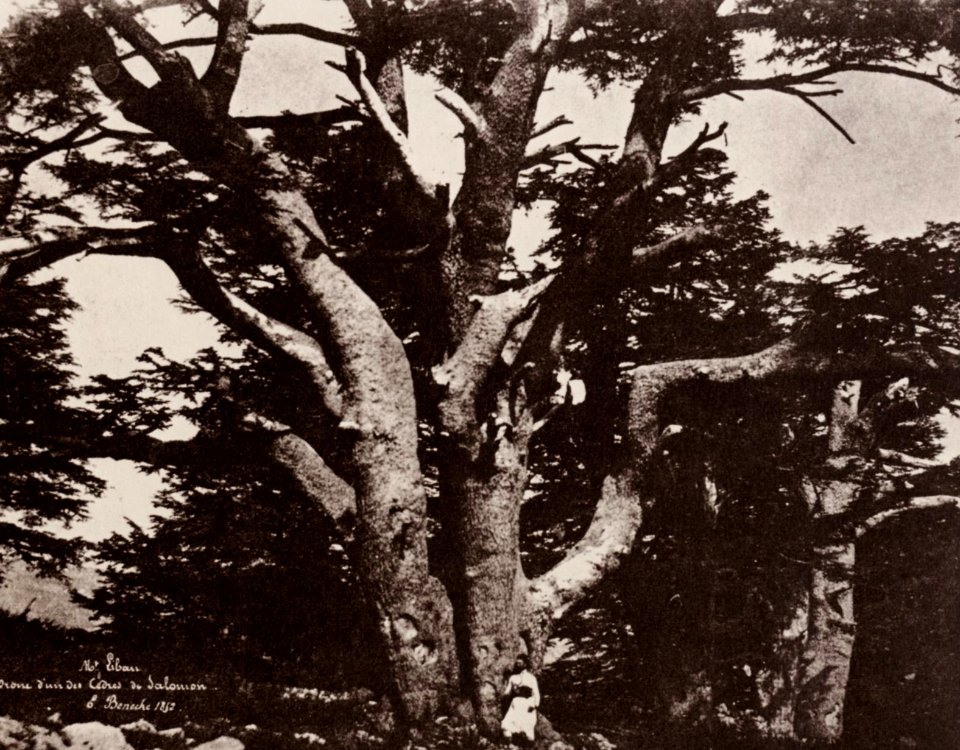 Benecke, E. - Libanon-Gebirge; Stamm einer der Zedern Salomos (Zeno Fotografie)