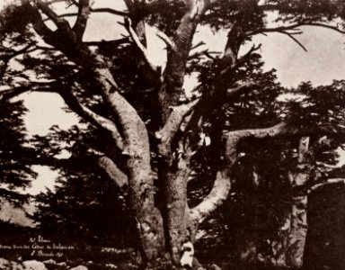 Benecke, E. - Libanon-Gebirge; Stamm einer der Zedern Salomos (Zeno Fotografie)