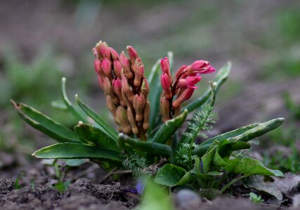 Flower spring nature