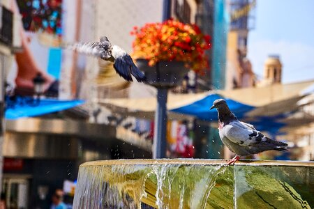 Madrid fountain pigeons photo