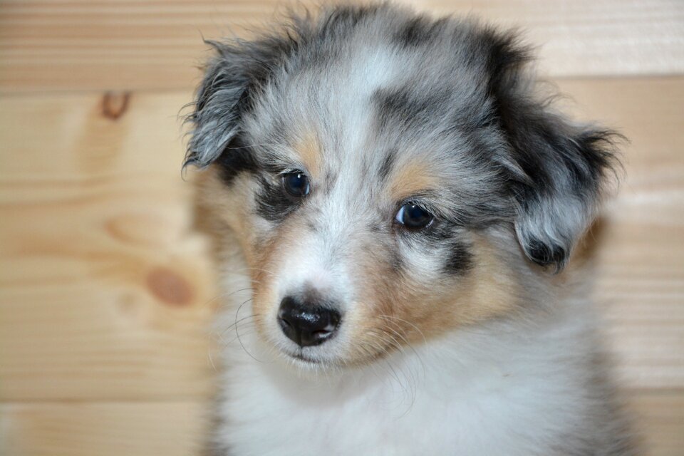 Dog onyx shetland sheepdog color blue merle