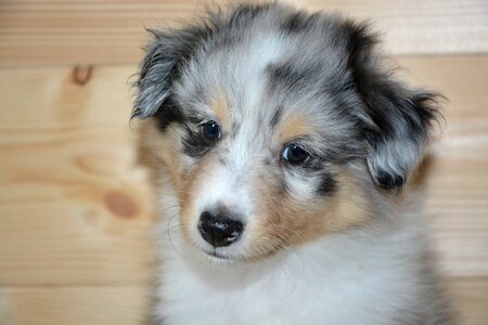 Dog onyx shetland sheepdog color blue merle photo