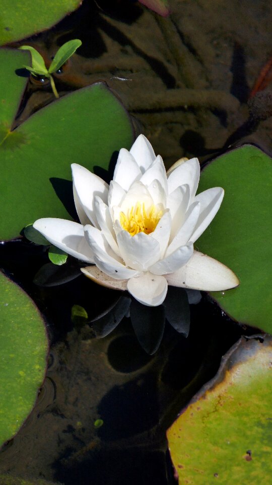 Pond water idyll