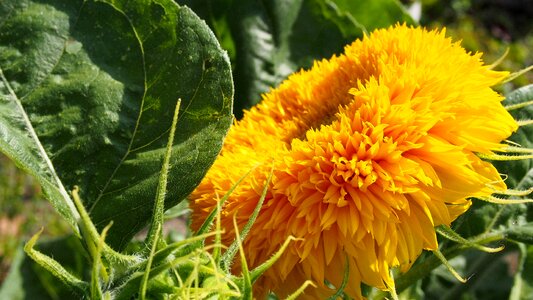 Plant blooming beauty