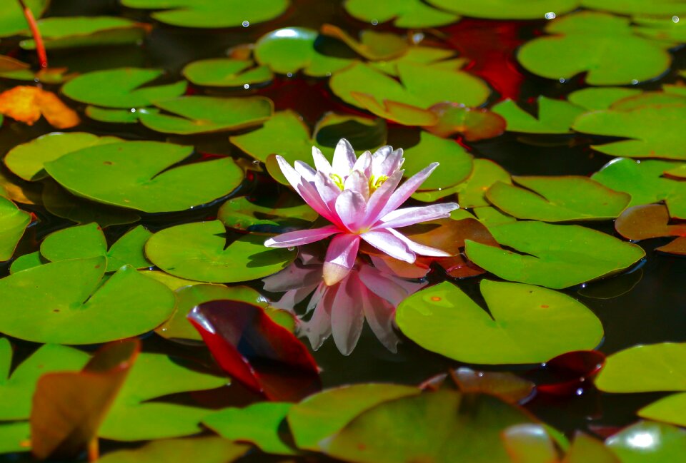 Flower lake nature