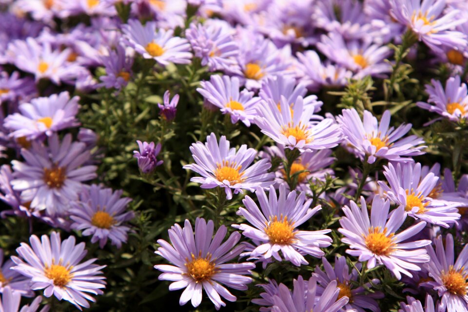 Plant flowers summer