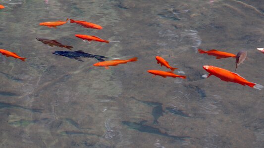 Clear orange swim photo