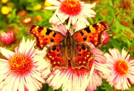 Summer insect butterfly