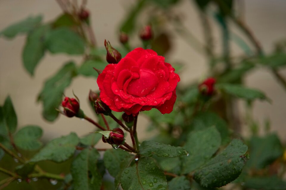 Flowers romance love
