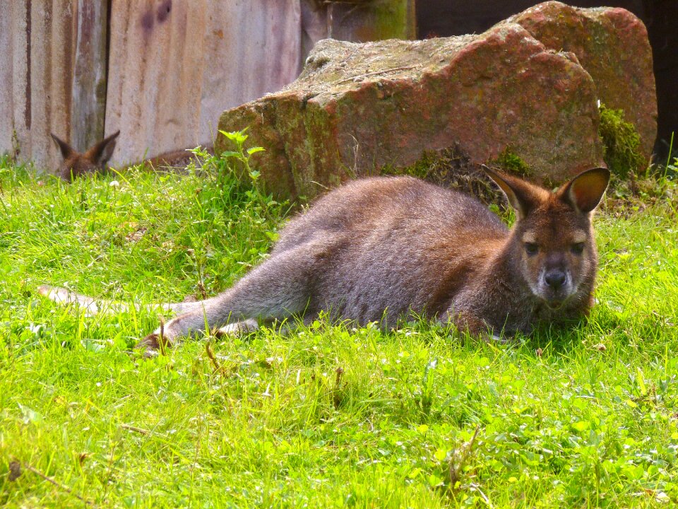 Kangaroo marsupial zoo