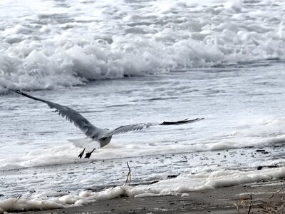 Bird seabird flight