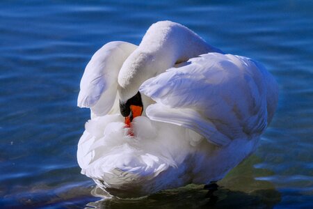 Bird nature animal