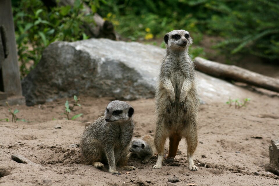 Mammals nature animal kingdom
