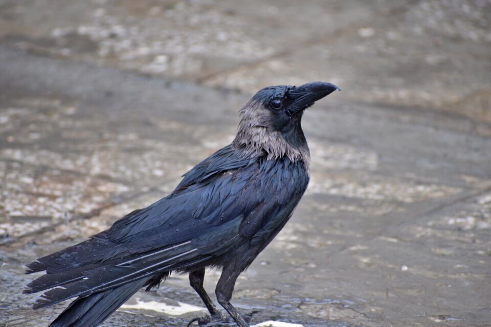 House crow camera pose gray house