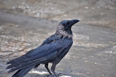House crow camera pose gray house