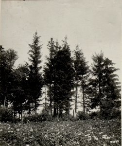 Beobachtungshochstand auf einem Baum beim königlich ungarischen Brasso HIonvedinfanterieregiment.24 an der Strypa, 28.VII.1916 (BildID 15542569)