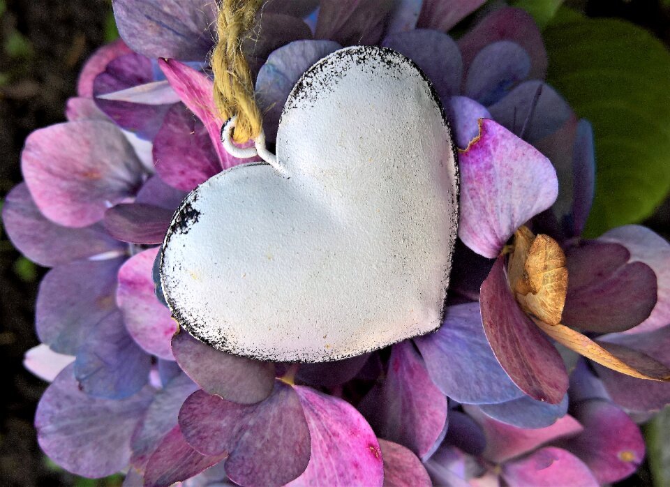 Hydrangea flowers turning to fall colors metal heart