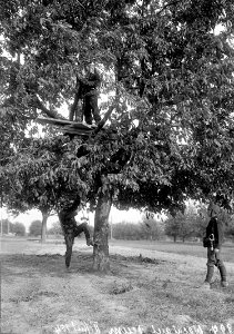Beobachtungsposten auf dem Baum - CH-BAR - 3237424